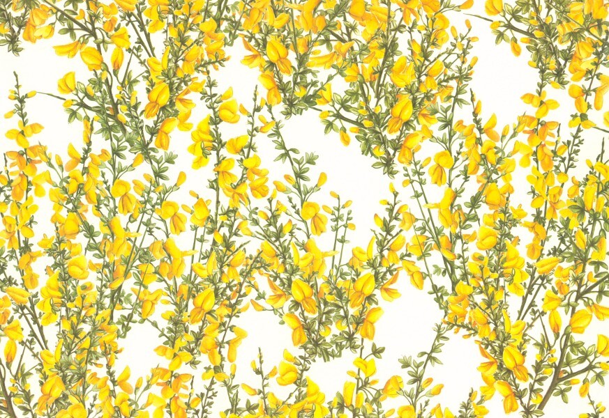 2 fogli carta découpage/cartonaggio legatoria 50x70 cm - Ginestra