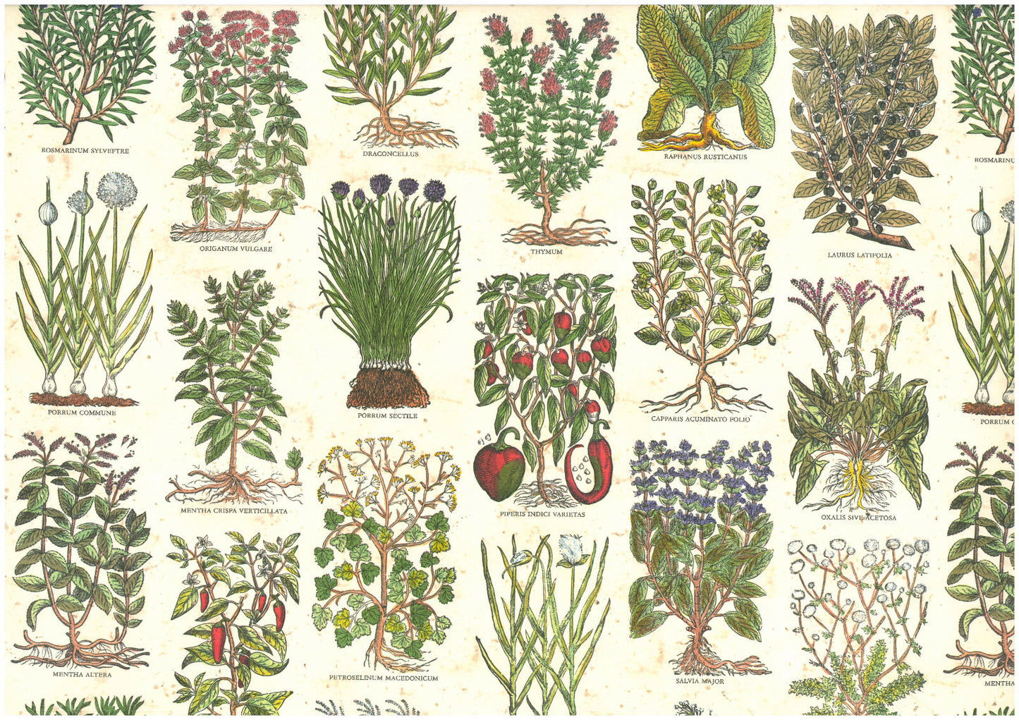 2 fogli carta découpage/cartonaggio legatoria 50x70 cm-Erbe Antiche