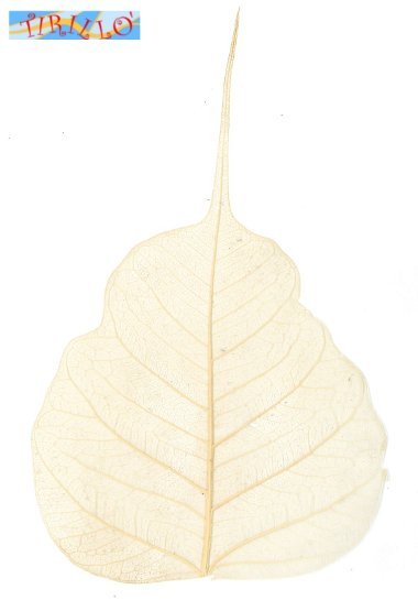 DECORAZIONE - 16 foglie di gelso vere essiccate - 6-10 cm