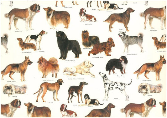 2 fogli carta découpage/cartonaggio legatoria 50x70 cm - Razze canine